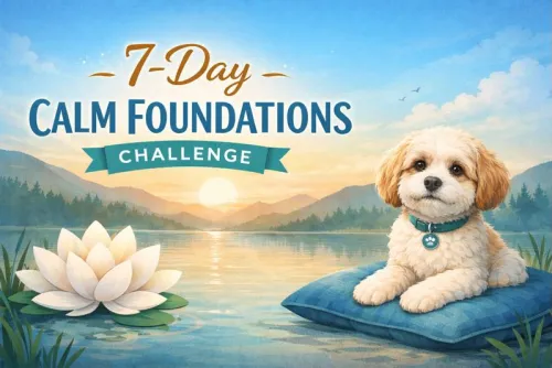 7-day calm foundations challenge for dogs