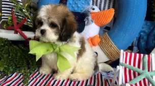 small cavachon puppy