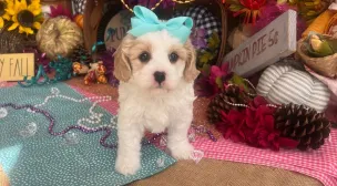 healthy cavachon puppy in breeder’s care