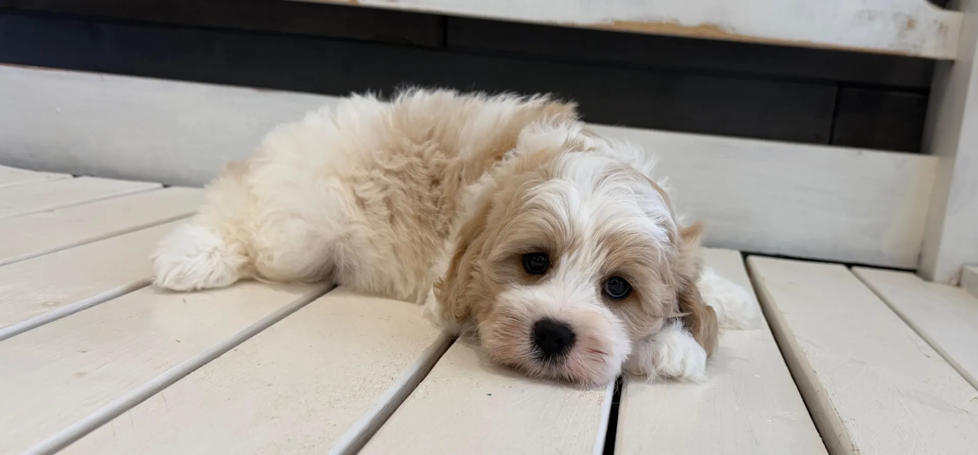 sweet butterscotch and white cavachon puppy close up