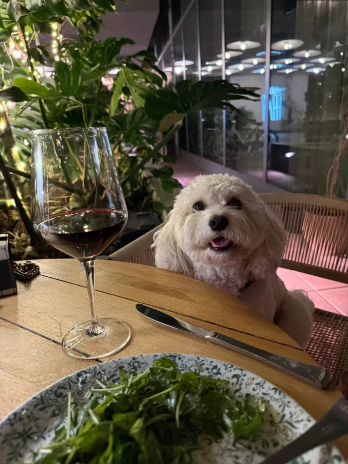 Cavachon puppy lounging in a New York restaurant