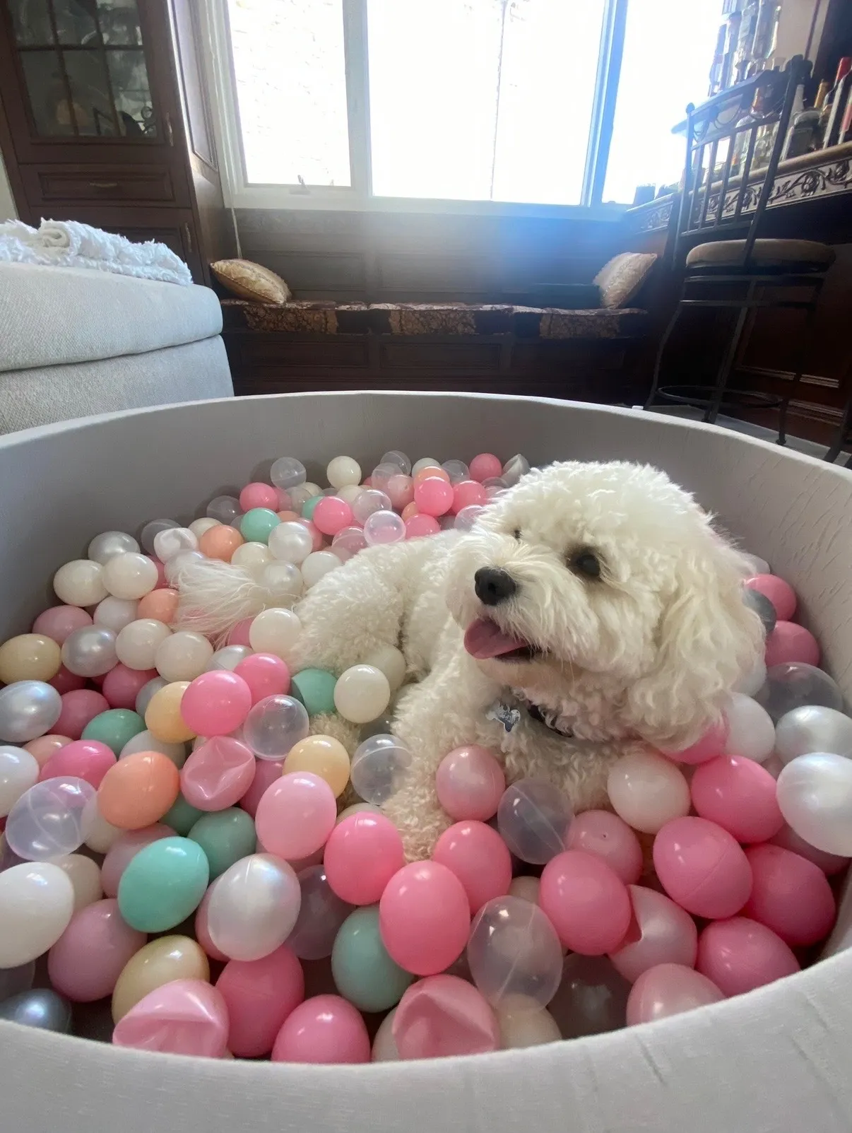 Cavachon New York dog playing with balls