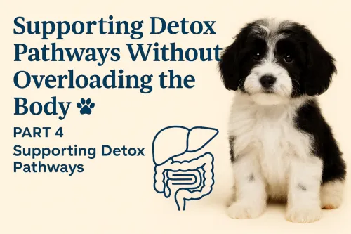 How to support your dog’s detox pathways naturally