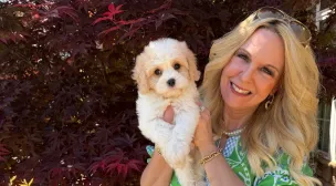 cavachon puppies for loving homes