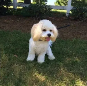 cavachon dog breed photo gallery
