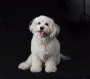 Cavachon puppy sitting in a Manhattan studio