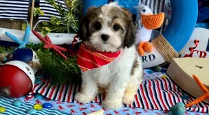 cavachon puppy for sale