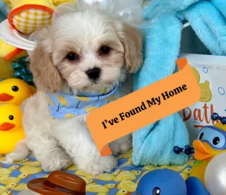 cavachon puppy with loving temperament