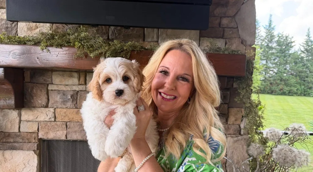 cavachon puppy for adoption
