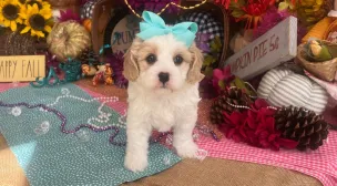 cavachon puppy with teddy bear appearance