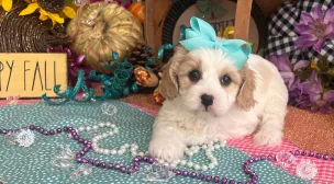 adorable cavachon puppy for sale