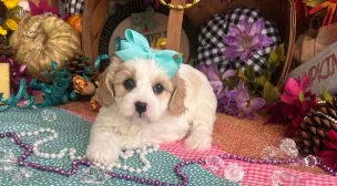 calm cavachon puppy resting indoors