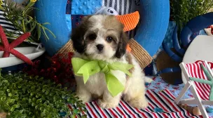 registered cavachon puppy