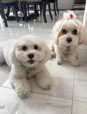 Cavachon puppy enjoying indoor playtime in NYC