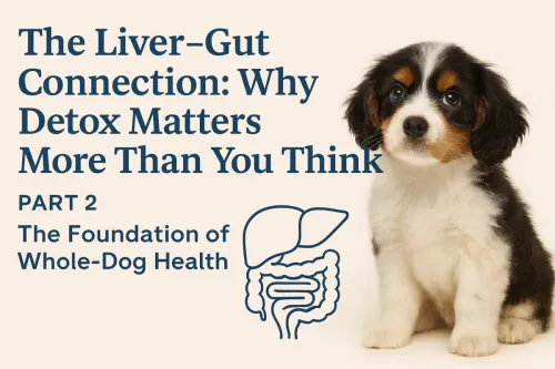 Liver–gut connection in dogs: Why detox matters