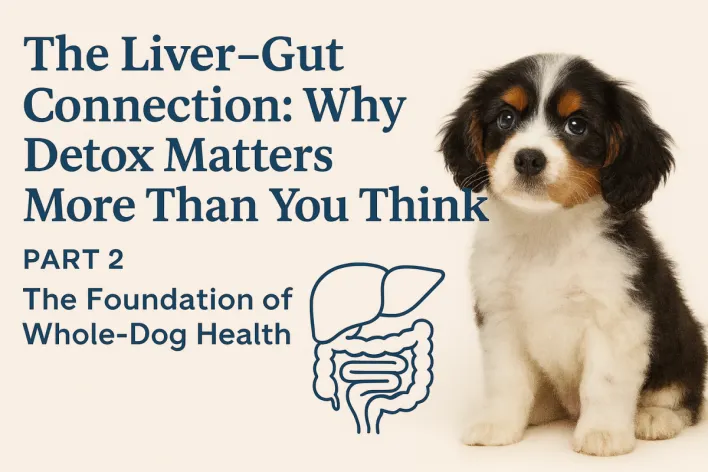 Liver–gut connection in dogs: Why detox matters