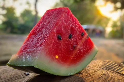 can cavachons eat watermelon