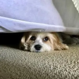 cavachon dog with soft coat