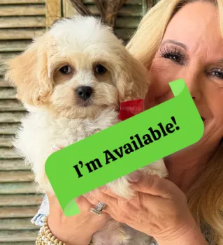 friendly cavachon puppy for sale