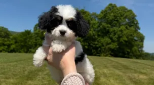 cavachon breed puppy from reputable breeder