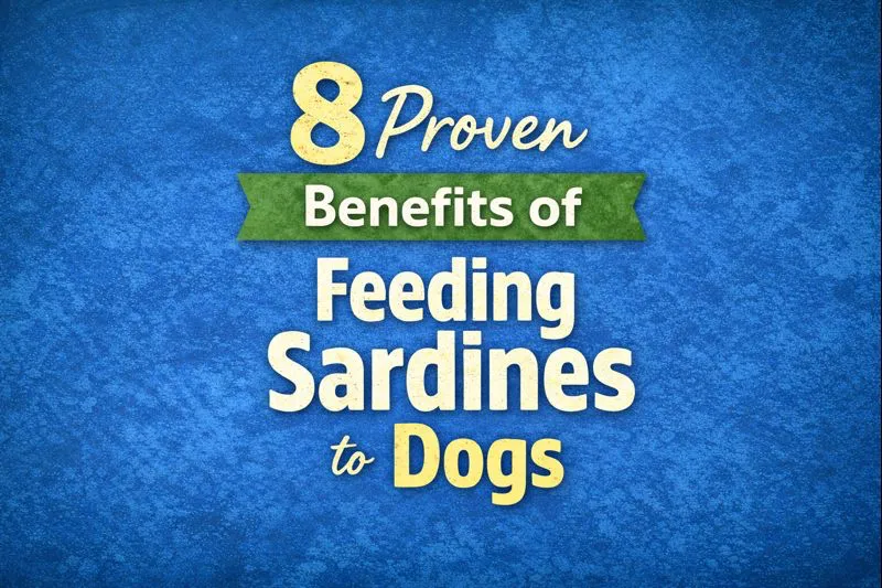 Raw sardines for dogs