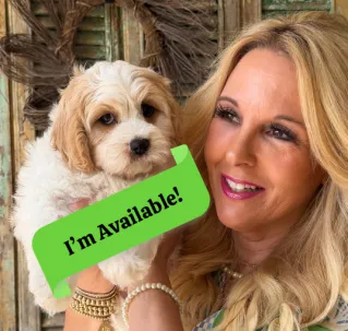 cavachon puppy listing