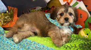 hypoallergenic cavachon puppy