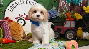 hypoallergenic cavachon puppy