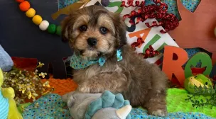 cavachon puppies available