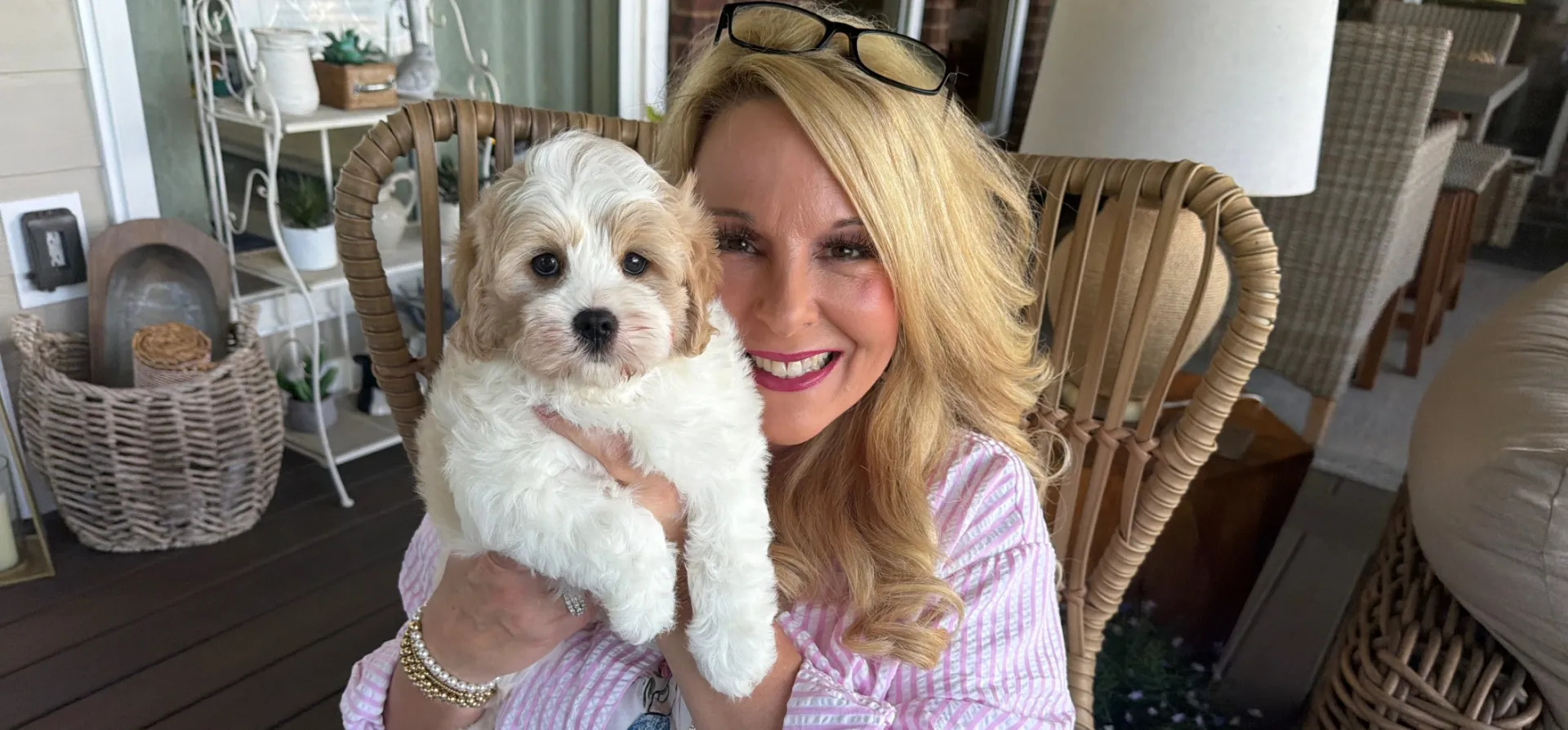 cuddly cavachon puppy with butterscotch markings