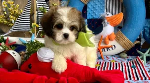 cavachon dog breed example