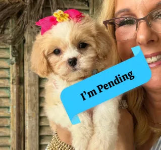 friendly cavachon puppy for sale