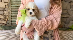 best cavachon puppies
