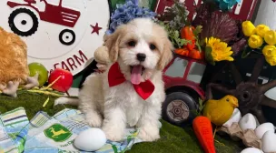 cavachon breed puppy available