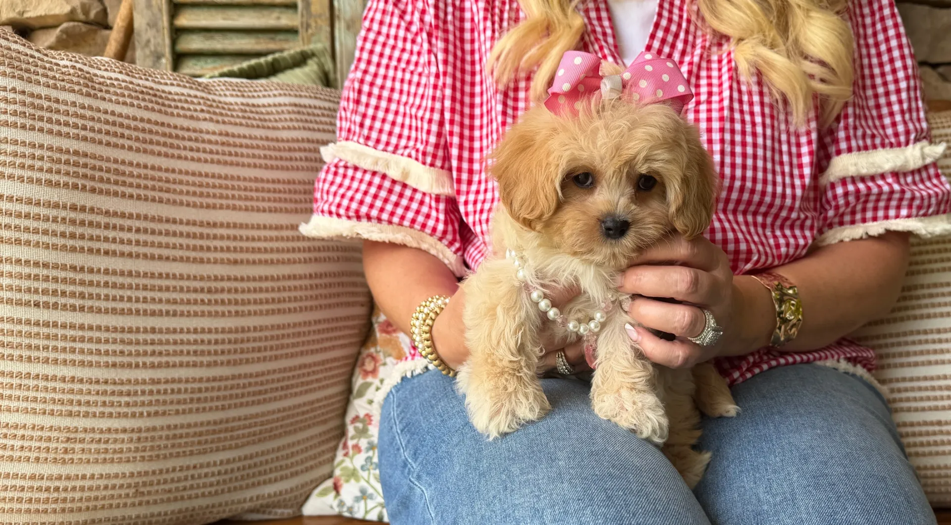 cavachon puppy for adoption