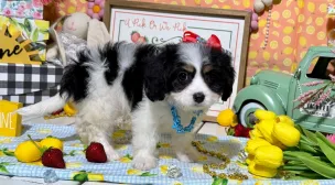 playful cavachon puppy
