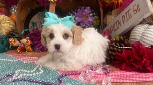 soft cavachon puppy