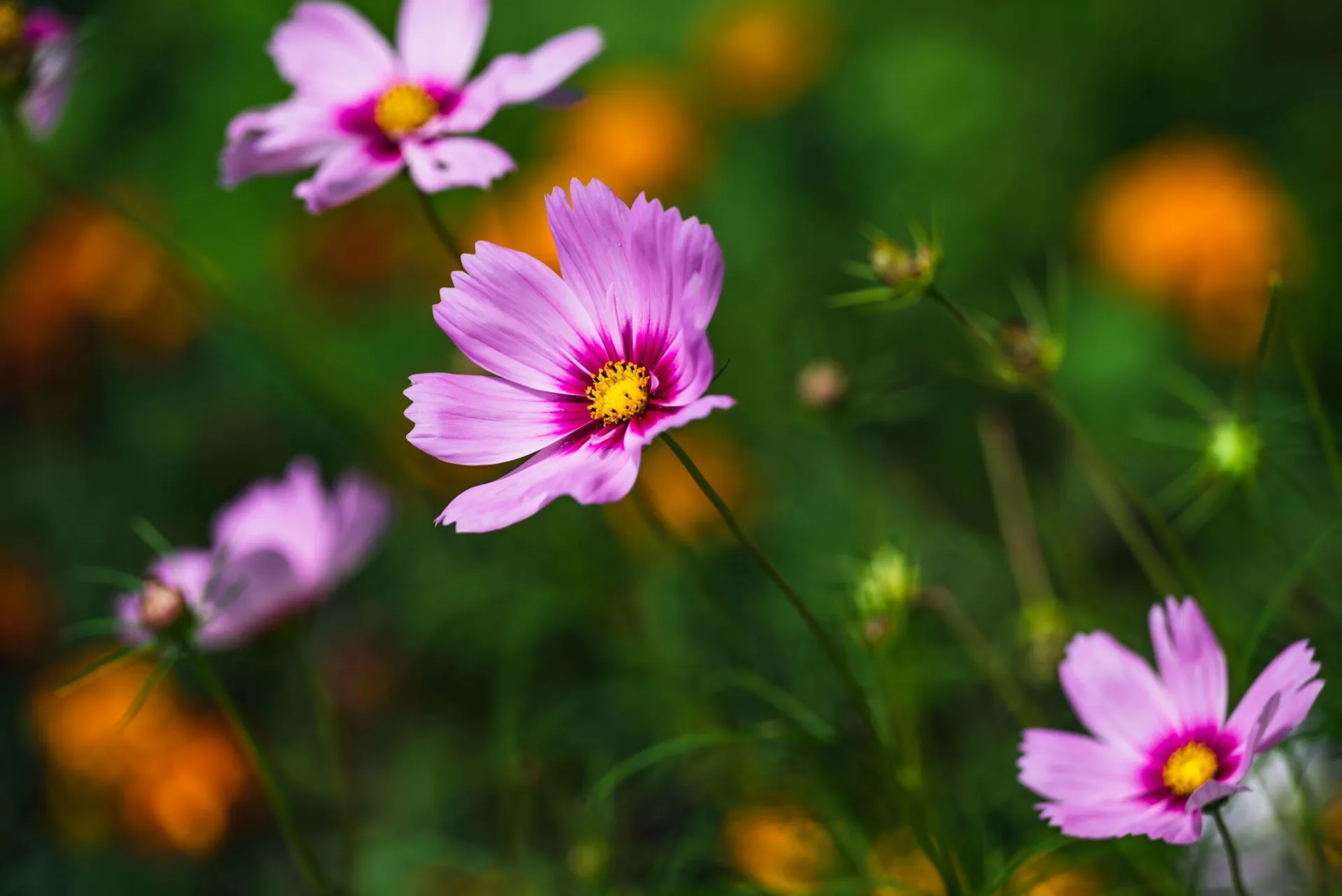 Close-up of vibrant pink cosmos flowers with lush green background, displaying stunning natural beauty.