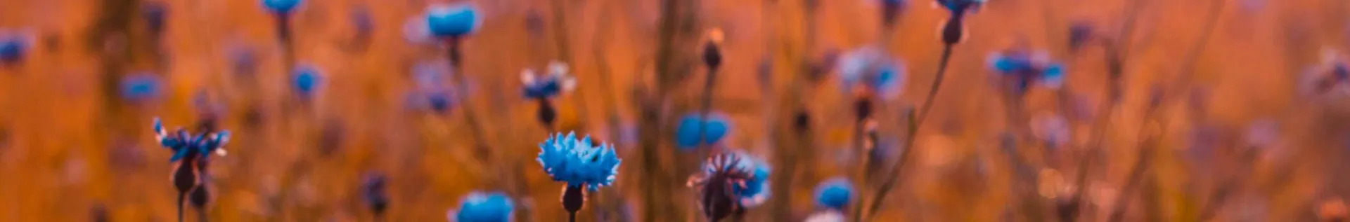 Vivid blue flowers stand out in a warm, sunset-lit field, evoking a serene natural scene.