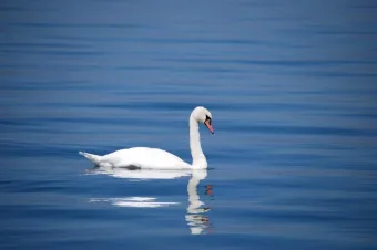 A serene white swan glides on a calm lake, showcasing its reflection and elegance.