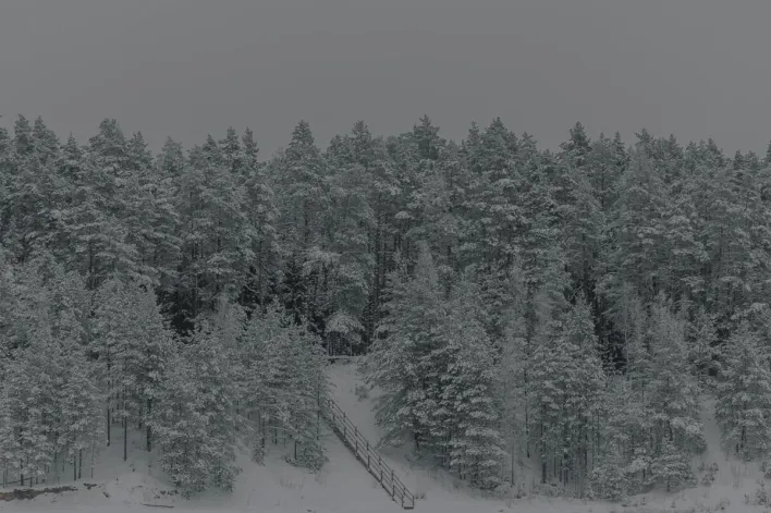 A tranquil forest landscape blanketed in snow, capturing winter's serene beauty.