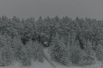 A tranquil forest landscape blanketed in snow, capturing winter's serene beauty.
