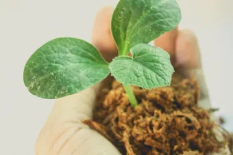 Close-up of a hand holding a young green plant sapling in soil, symbolizing growth and nature.