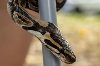 Detailed image of a ball python snake wrapped around a rod in an outdoor setting.
