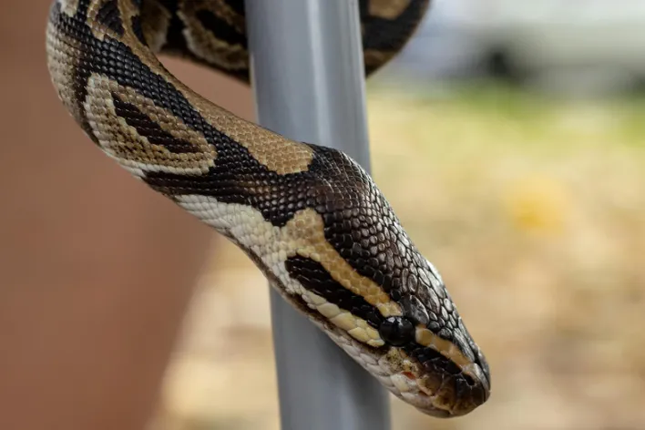 Detailed image of a ball python snake wrapped around a rod in an outdoor setting.