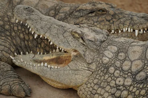 Dramatic close-up of crocodiles showing sharp teeth and scaly skin outdoors.
