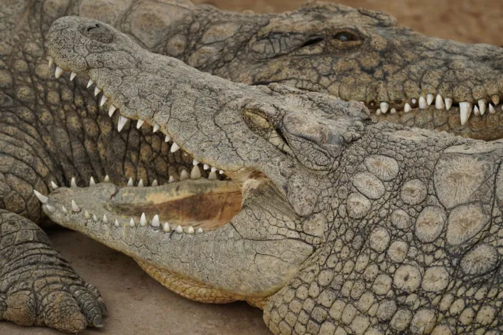 Dramatic close-up of crocodiles showing sharp teeth and scaly skin outdoors.