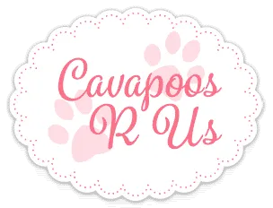 Cavapoos R Us