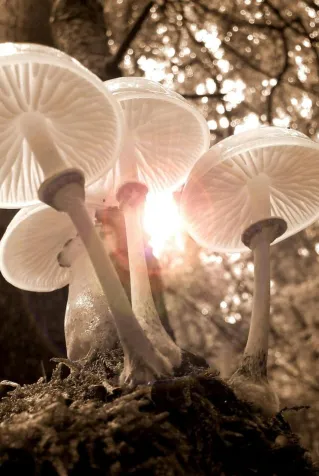 Beautiful sepia-toned backlit mushrooms in a serene forest setting, capturing nature's elegance.