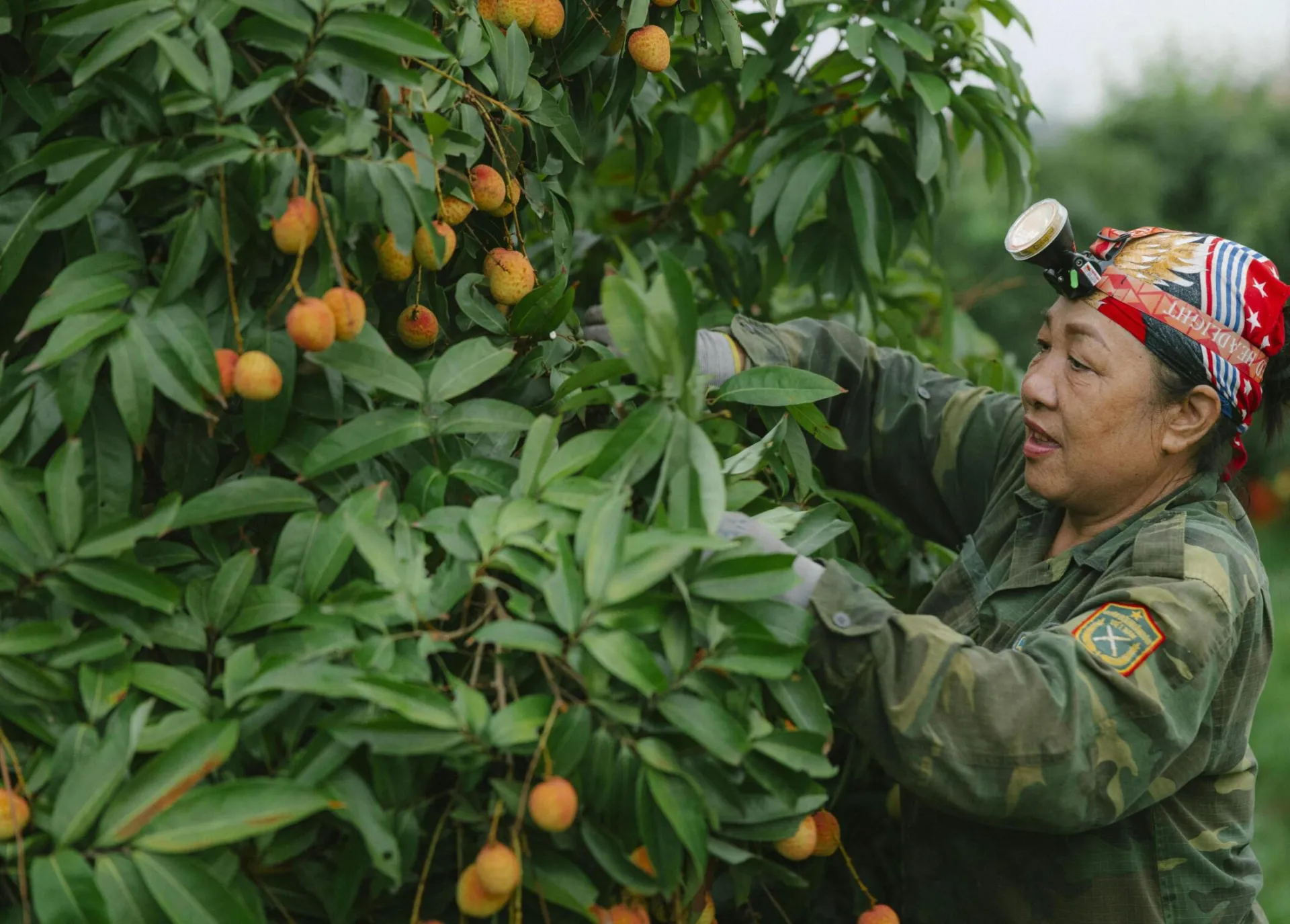 Woman in a headlamp and uniform harvesting lychee fruits from tree in orchard.